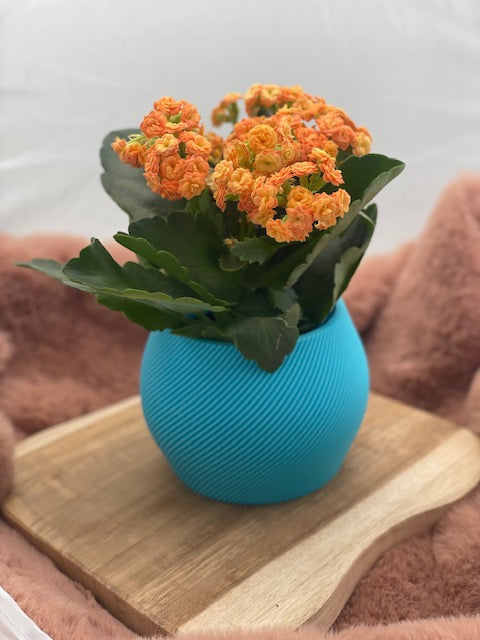 Bloempot Elunith
