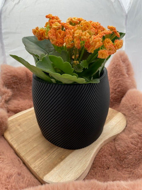 Bloempot Thalvorn